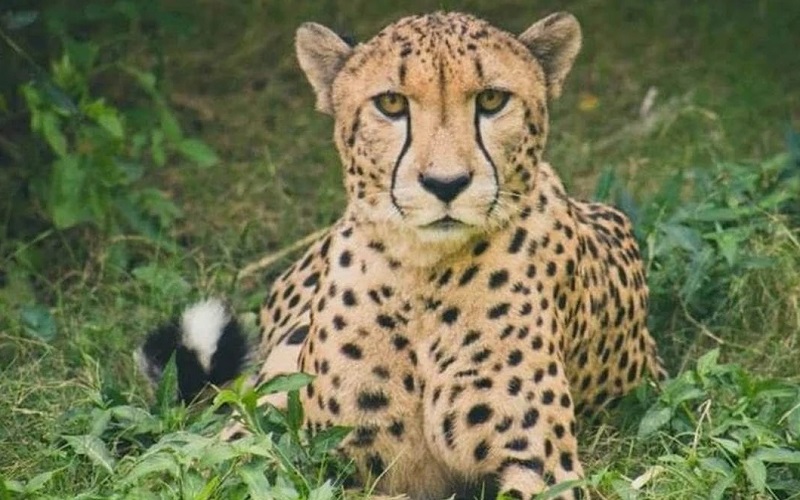 bhopal,   population of cheetahs, Kuno National Park