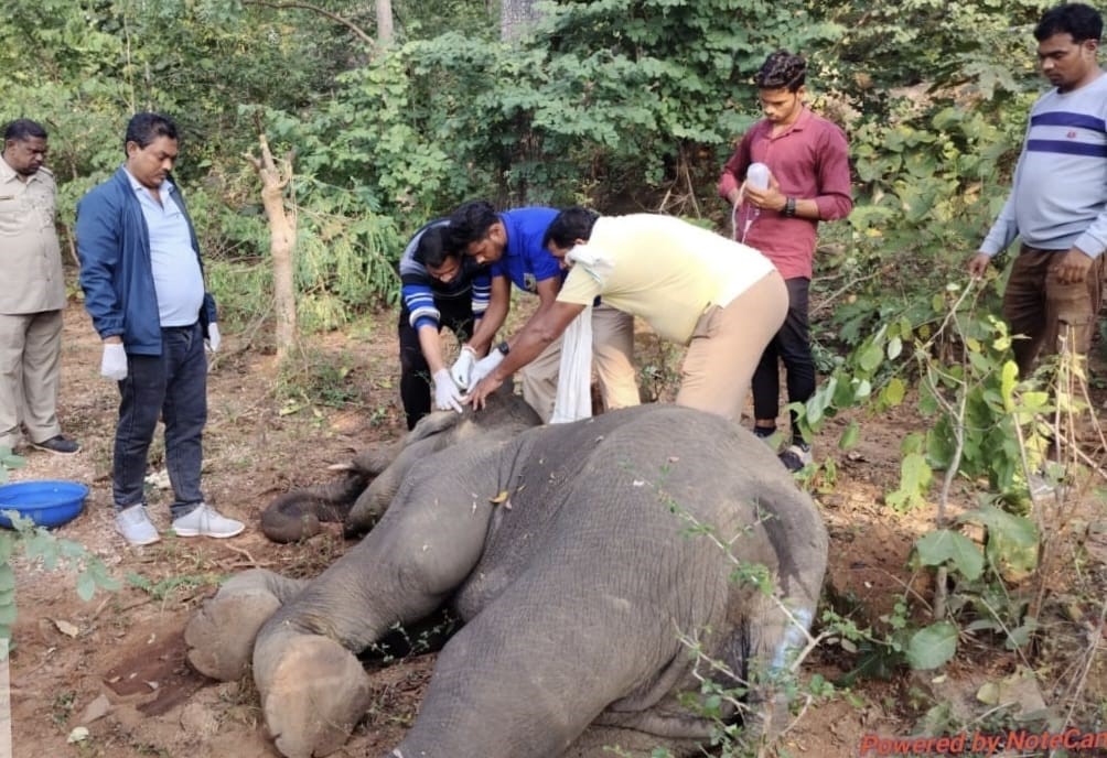 dhamtari, Elephant injured, potash bomb blast dies