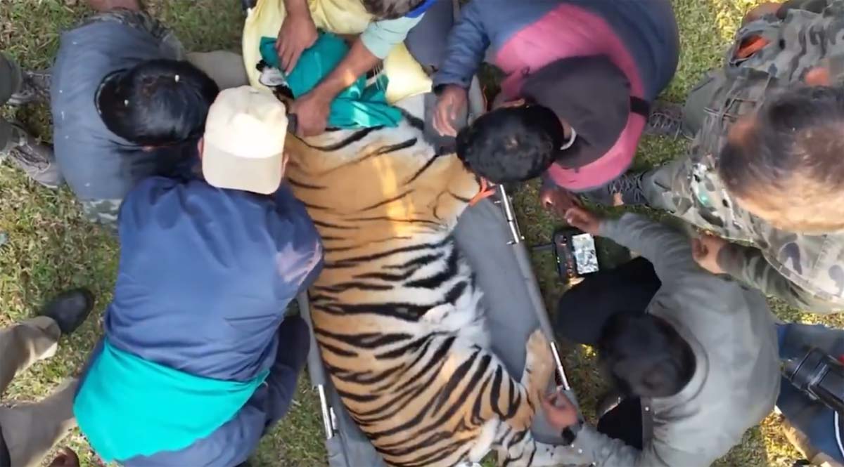 raipur, Successful rescue , tigress roaming 