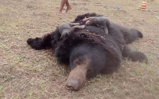 dantewada,Female bear dies , pressure IED explosion