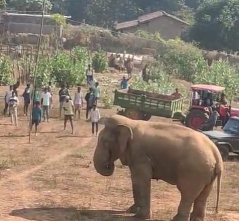 korba, Terror , injured elephant  