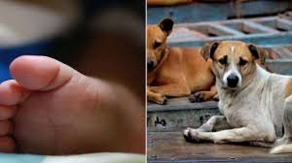 rewa,Dogs scratched, newborn 