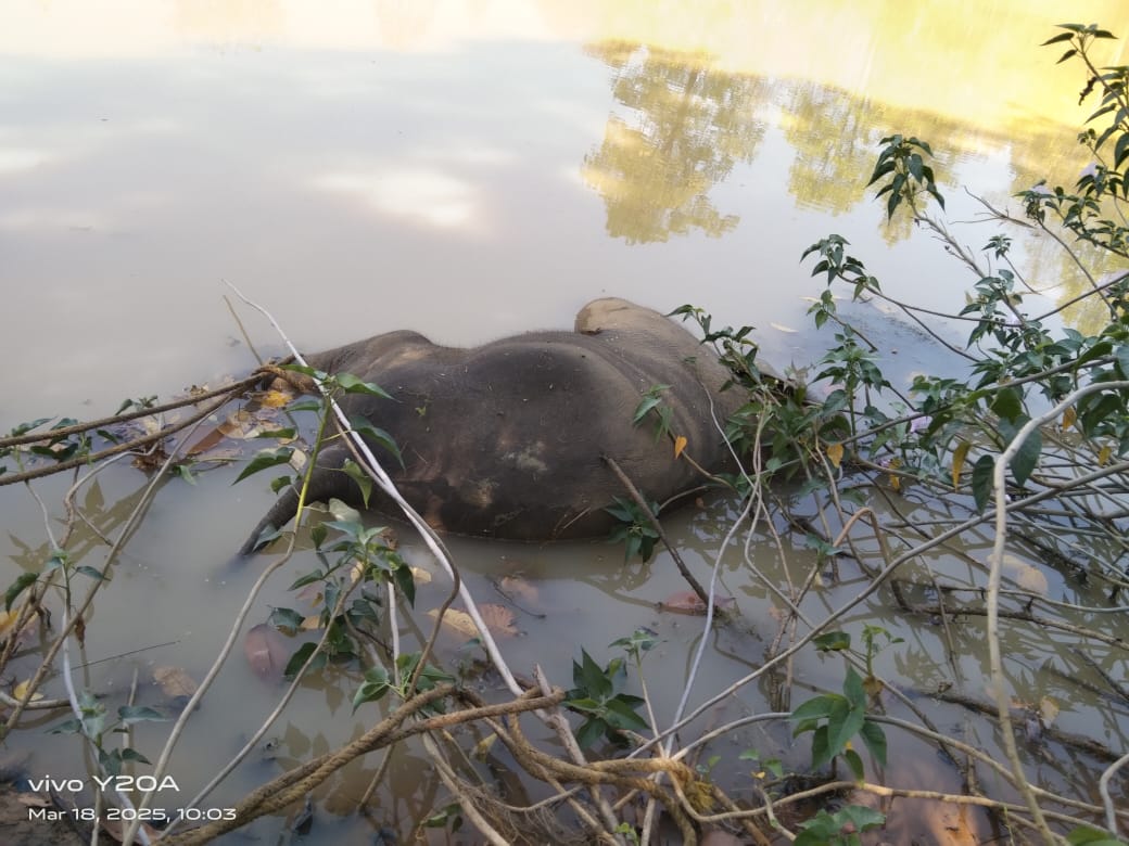 raigarh, Elephant cub dies , drowning in water  