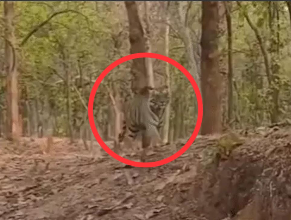 balrampur, Tiger seen crossing, Kudargarh