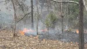 datia, Massive fire , forest area