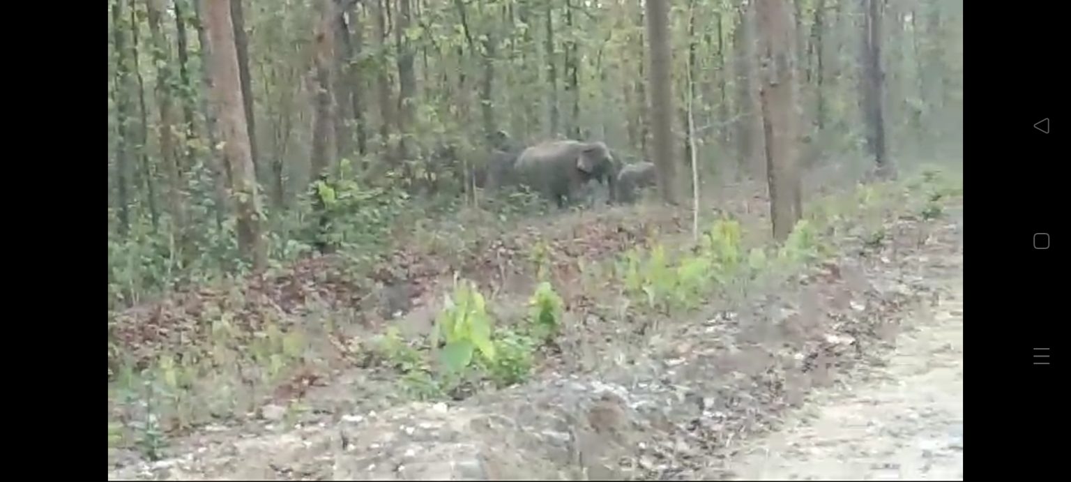 raigarh,  group of elephants, main road