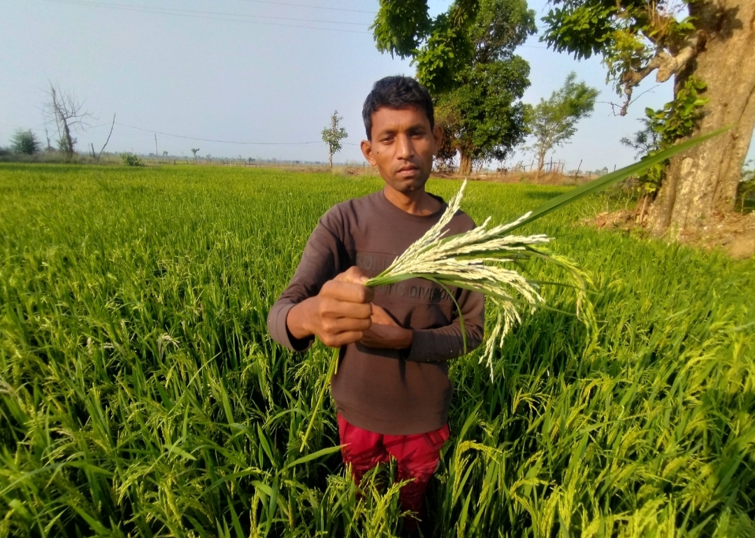 dhamtari, Insect attack, rice crop, farmers worried