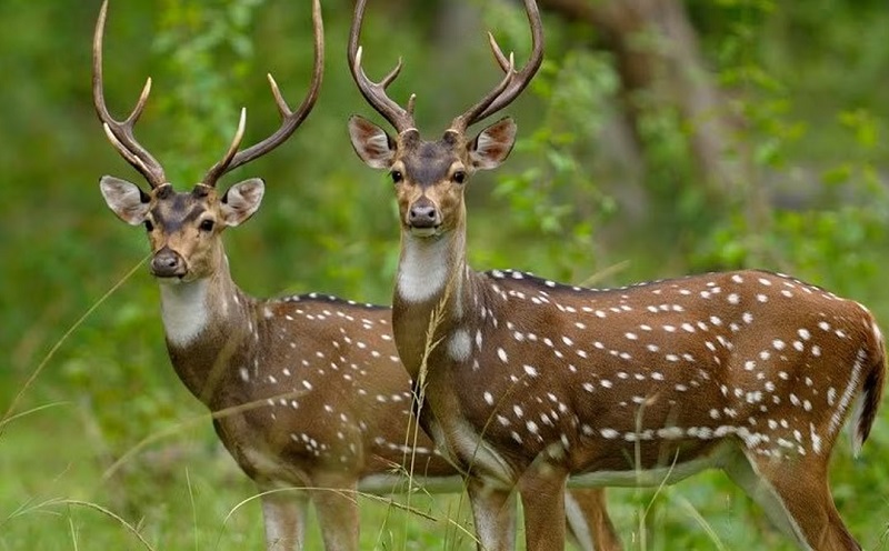 bhopal, Madhya Pradesh, sanctuary named 