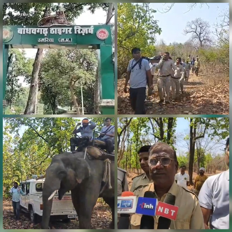 umaria, Rescue of the tigress ,injured a woman