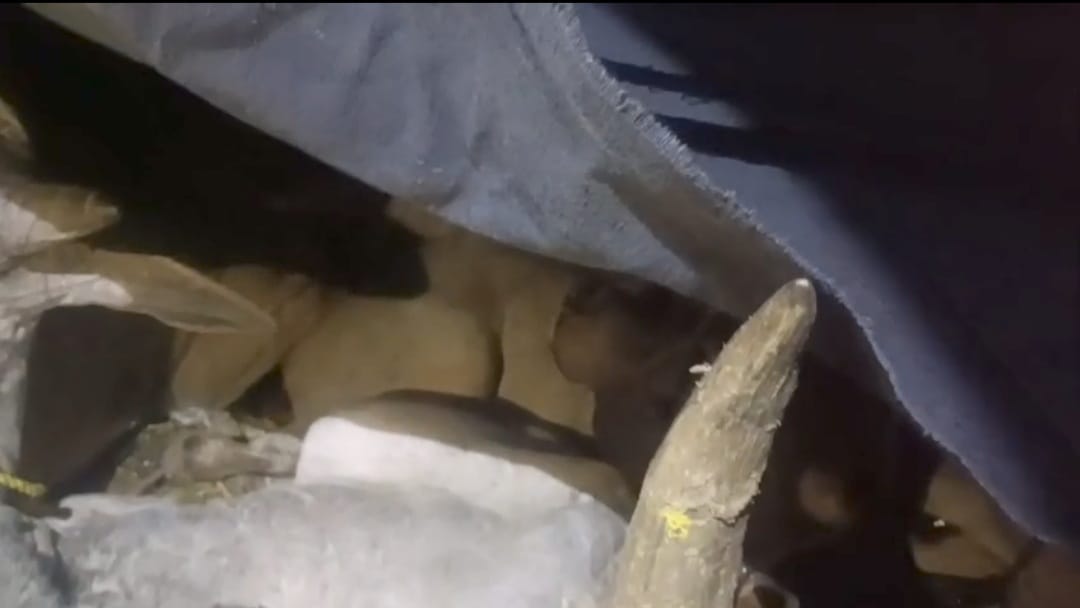 rajgarh, Eight cattle ,cruelly stuffed  