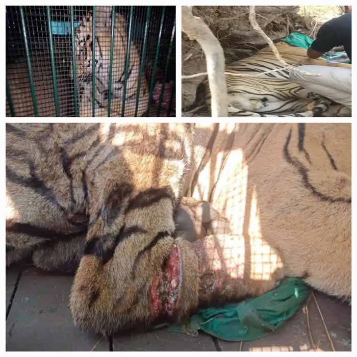 bijapur,  tiger  injured,  Indravati Tiger Reserve  