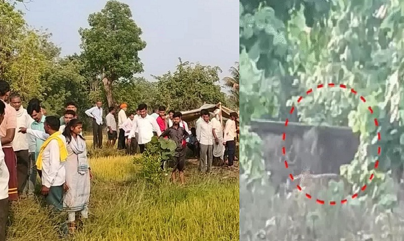 balaghat,   tiger took away , field by pressing 