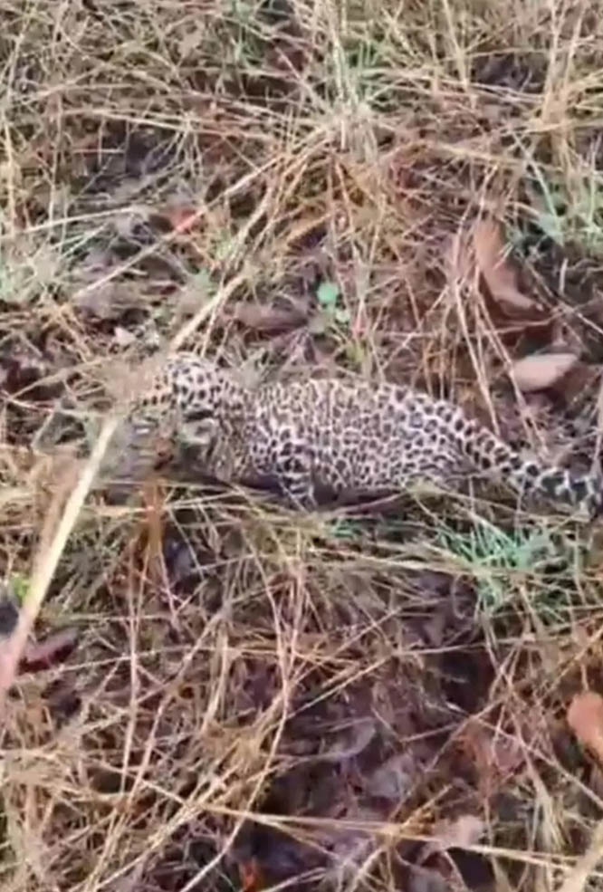 kanker,   leopard cub, Junglewar College campus  