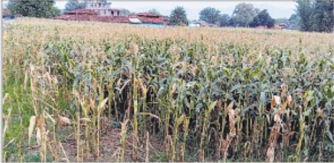 balrampur, Unseasonal rain, ruins maize crop