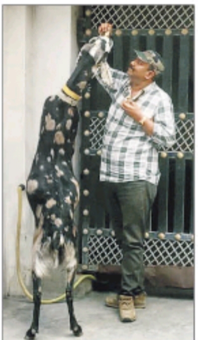 ambikapur, Six feet eight inch goat,center of attraction