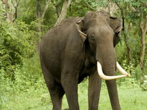 balrampur, Male elephant,terror in Purushottampur