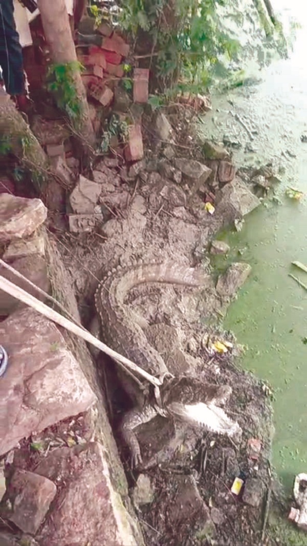 morena,   crocodile entered ,the village