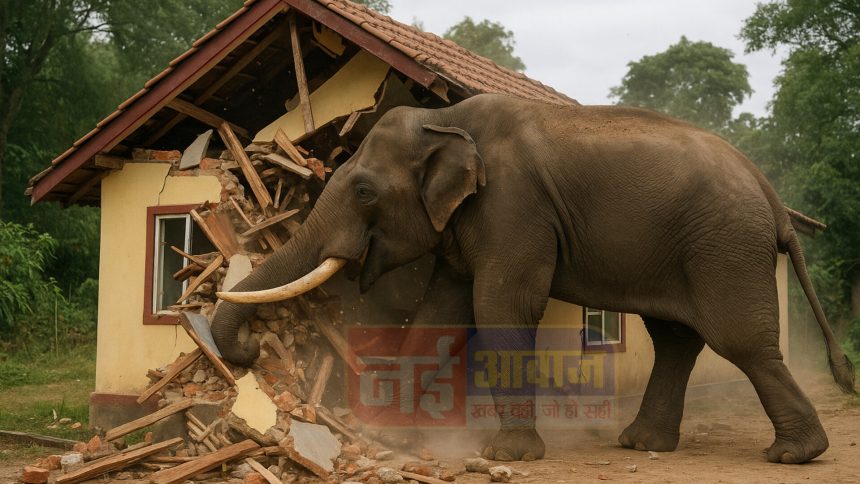 raigarh, Elephant targeted , Pandarapath