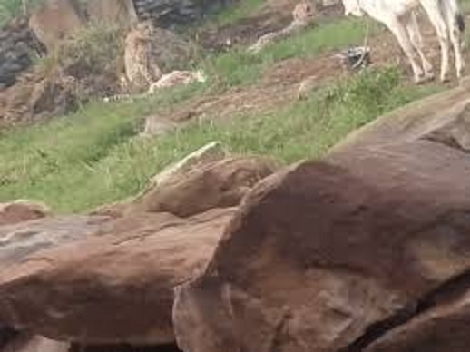 seopur, Female Cheetah Gamini, left Kuno 