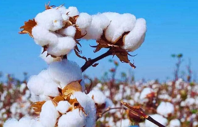 new delhi, Centre allows ,duty-free import  