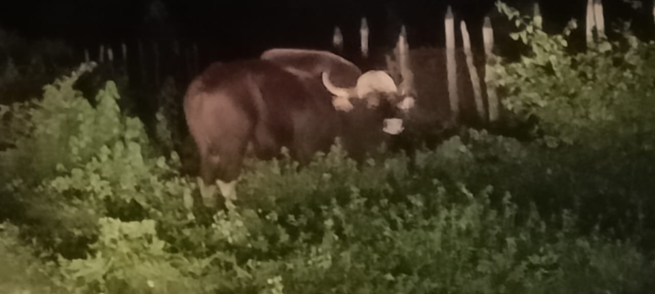 anuppur, Wild buffalo , Sunrise Point