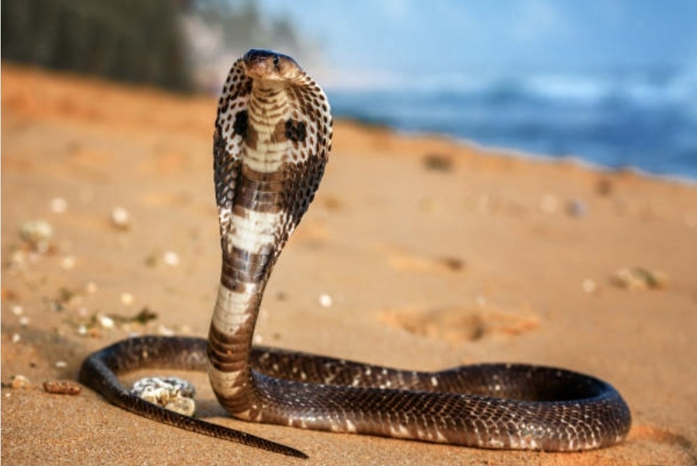  Balrampur, 5 victims died,  snakebite case  