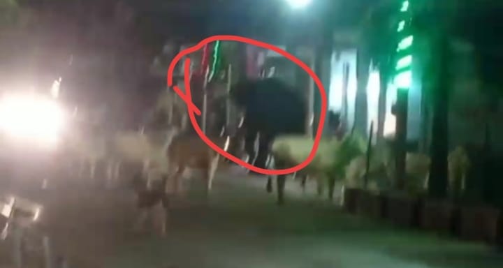anuppur, Elephant created havoc, Jaithari Nagar