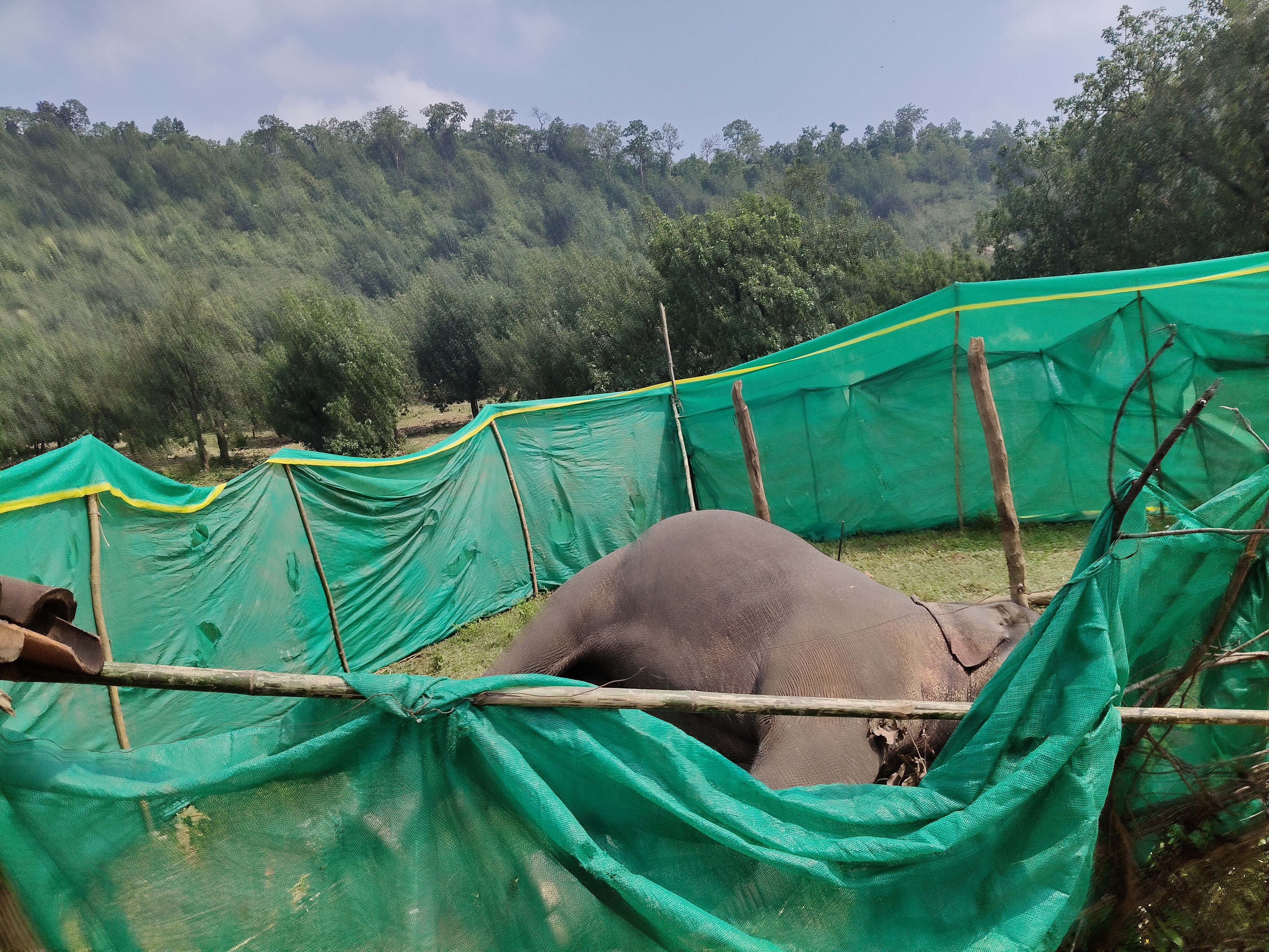 balrampur, Male elephant dies , Ramanujganj range