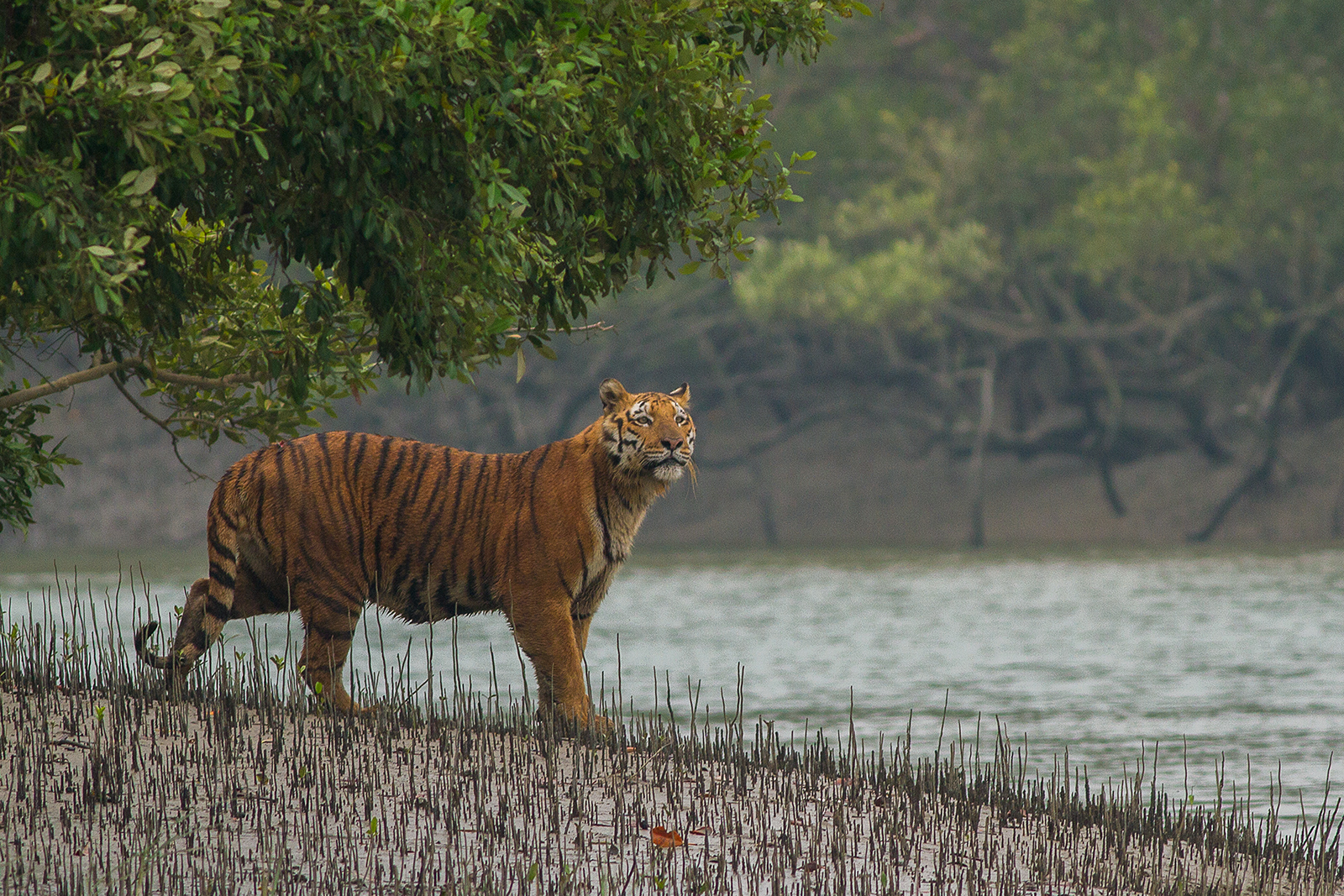 kolkata, Two tigresses died ,Alipore Zoo  