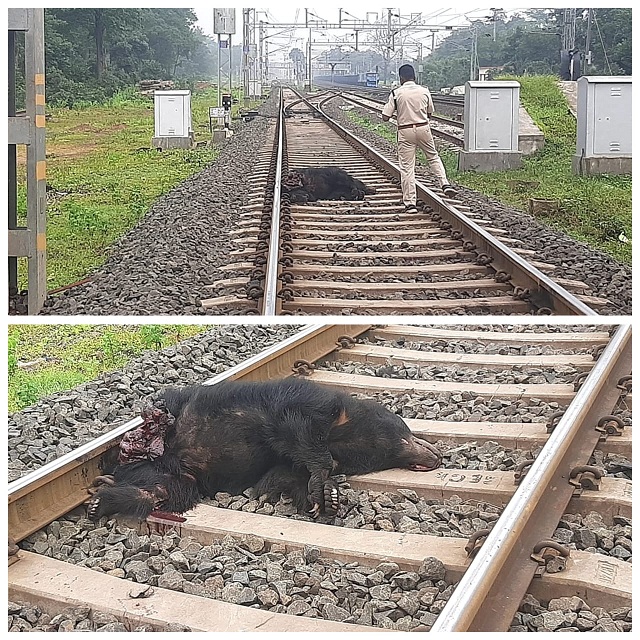 umaria,   Madhya Pradesh, two bears died  