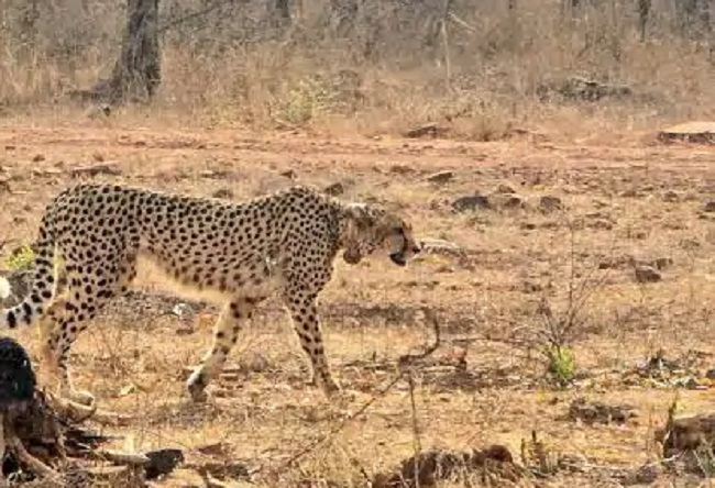 bhopal,  cheetah cub ,dies in Kuno