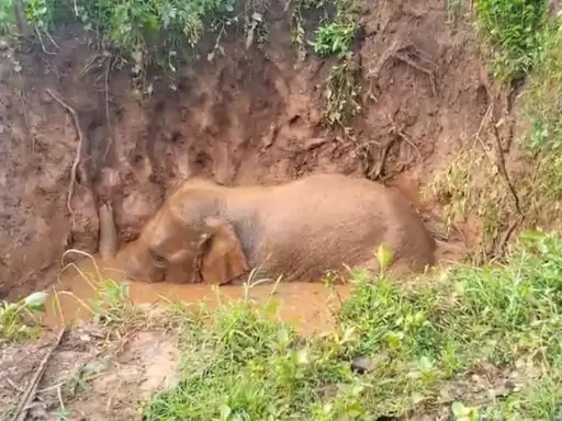 ambikapur, Loner elephant,trapped after falling  
