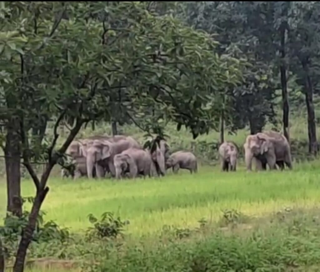 korba,  terror of elephants,threat to education