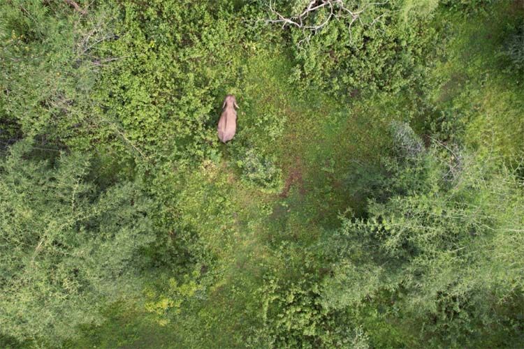 gariaband,   sick elephant crushed , villager to death 