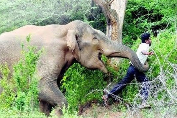 balodabazar,   villager died ,elephant attack