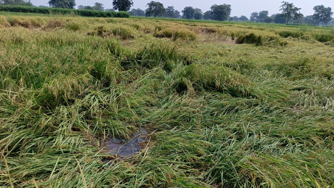 dhamtari, Paddy harvesting , farmers