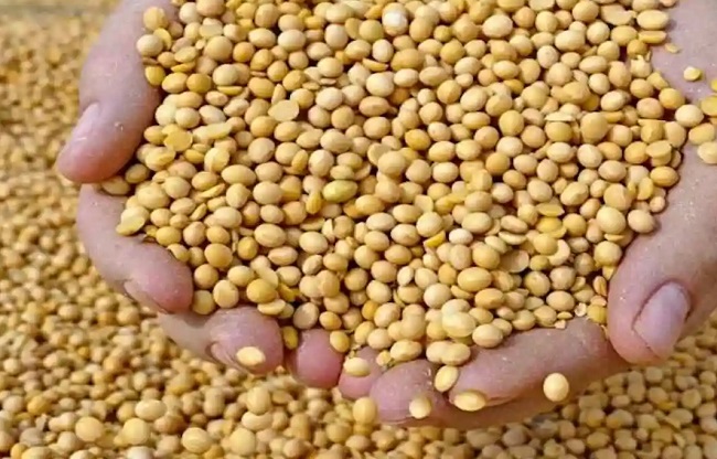 bhopal,  soybean  purchased , Madhya Pradesh 