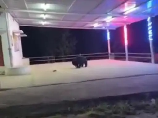 anuppur, Bears , Dola and Jamuna Colliery 