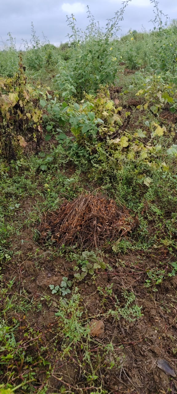 anuppur, Rainfall ,impact of Montha