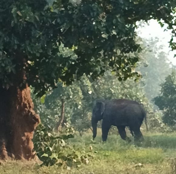 anuppur,Elephant reaches, MP border again