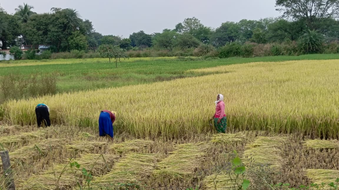 dhamtari, Paddy harvesting picks , labourers rises