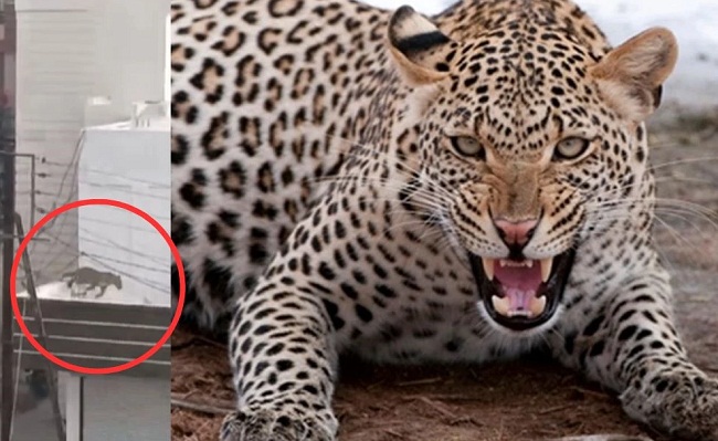 bhopal, Leopard enters  , MP Transco team 