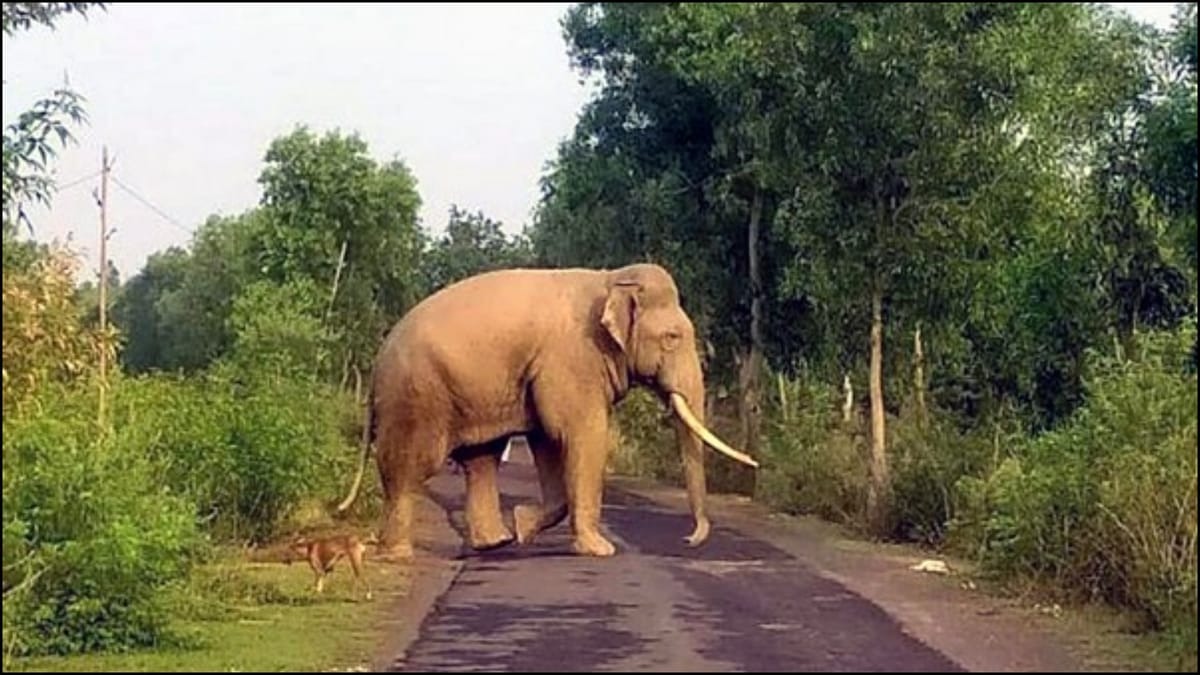 Korba,Elephant attacks,four people killed