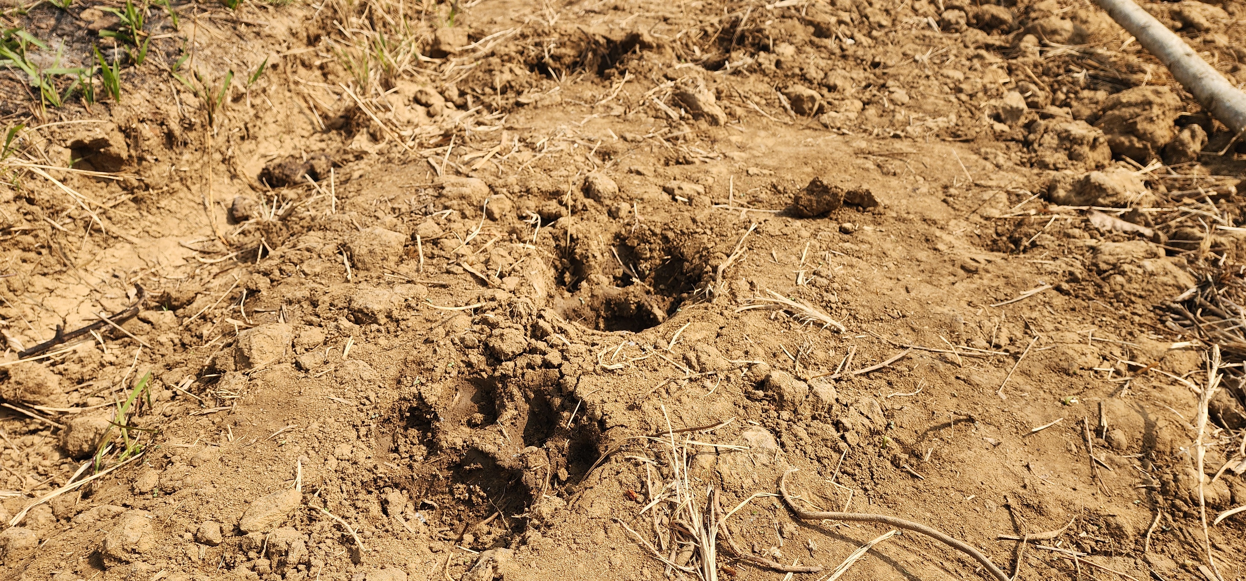 Tiger, paw prints ,Tokapal area of ​​Bastar,forest department issues warning
