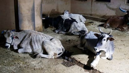 Indore  , 20 cows died , cow shelter