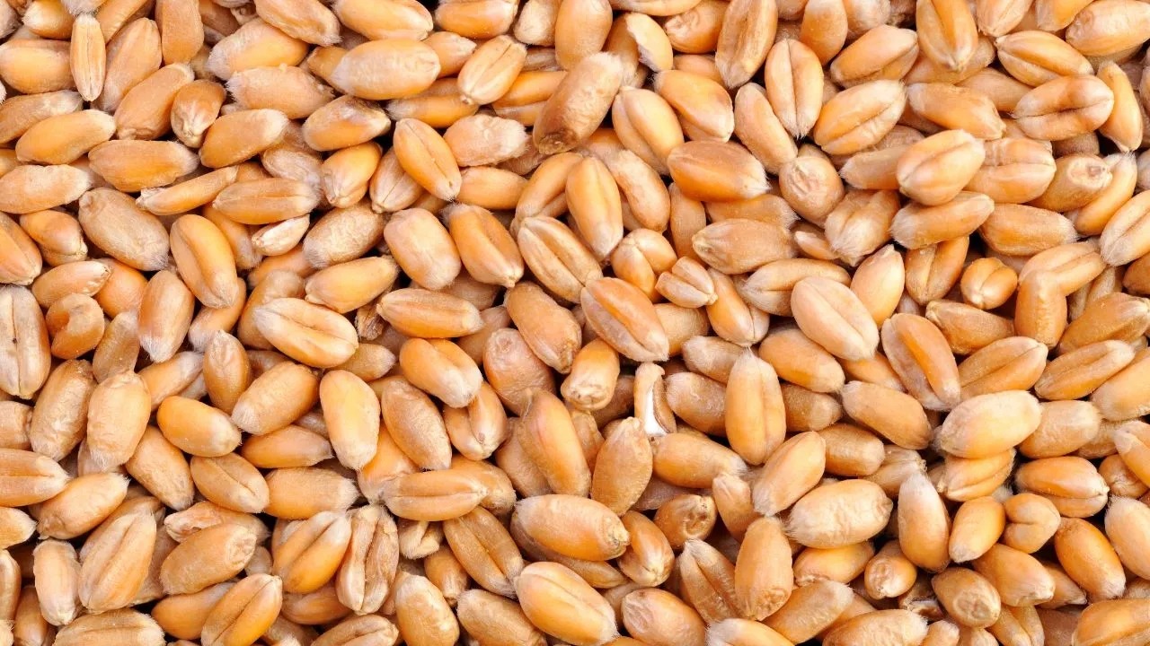 Wheat MSP,Rs 2585, Rabi season auction beginsm,Ashta Mandi, raising farmers