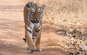 Tiger ,population ,doubles,  Chhattisgarh