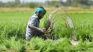  Crop insurance , safety net ,financial relief ,t weather-induced losses