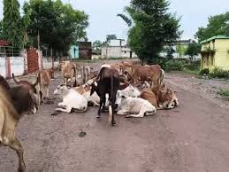 Trailer ,9 cattle , Bilaspur-Korba Highway,safety measures