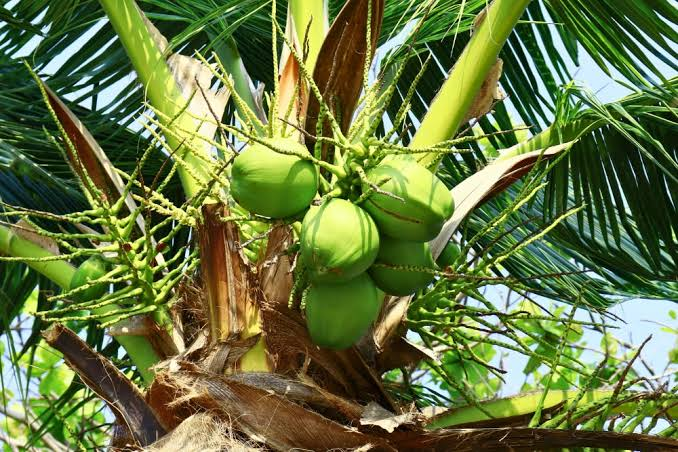 Coconut cultivation has carved a unique niche in Kondagaon, Chhattisgarh.